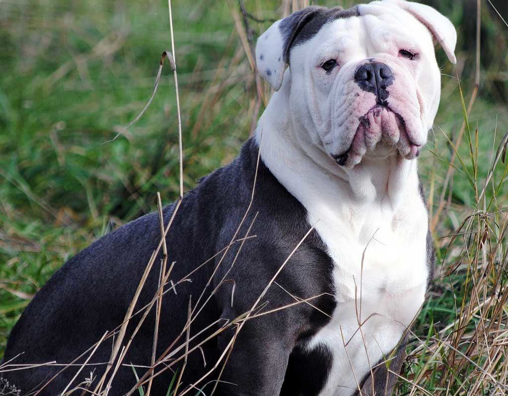 Adorable American Bulldog Brindle And White