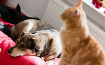 Katzen und Hunde zusammen halten