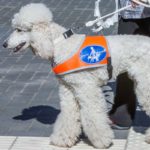 Bundesfinanzhof: Hundeschule ist Gewerbe und keine Schule