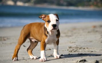 Zweifel an Rasseliste für gefährliche Hunde