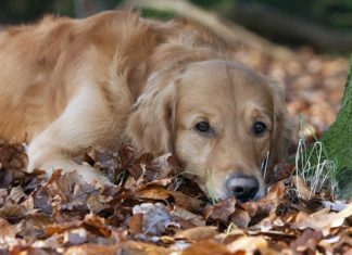 Arthrose beim Hund