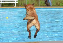 Badetage für Hunde in Lübecker Freibädern