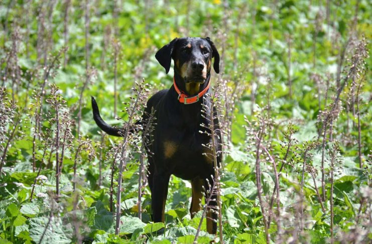 Dobermann auf Abwegen löst Großeinsatz der Polizei aus