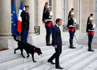 "Nemo" im Élysée-Palast: Macron adoptiert Hund
