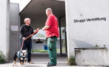 Sanfter Übergang: Hunde aus dem Tierheim nach Hause bringen