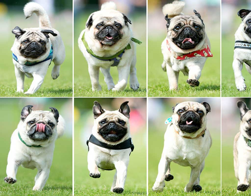 Wettlauf der platten Schnauzen - Möpse und Bulldoggen rennen