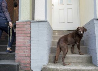 Demenz beim Hund