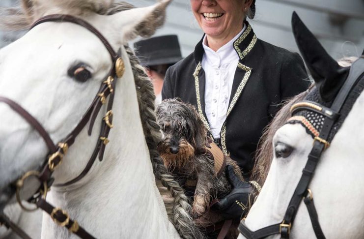"Hund & Pferd" in Dortmund: Größte Hundeausstellung Deutschlands