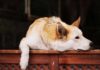Was quält den Vierbeiner? So arbeitet ein Hundepsychologe