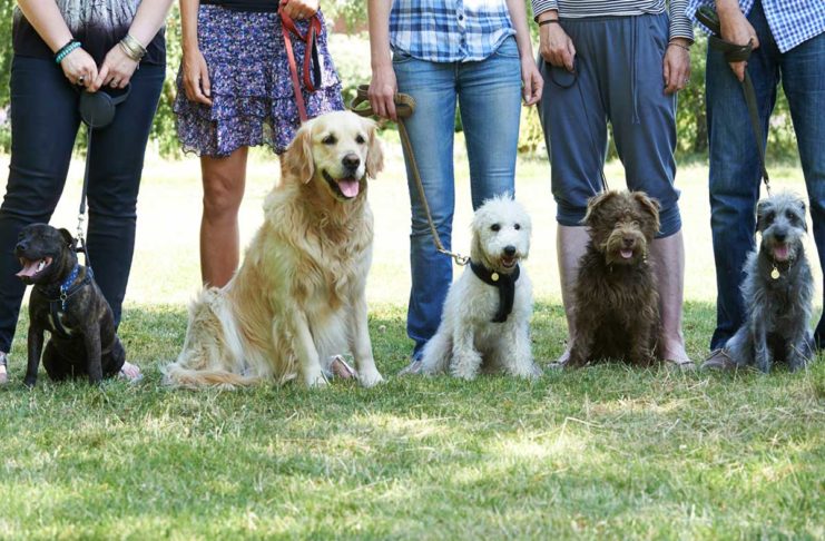 Welthundetag: Die beliebtesten Hundenamen Deutschlands