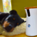 Furbo im Test: Kann eine Hundekamera den Hund beschäftigen, wenn er alleine ist?