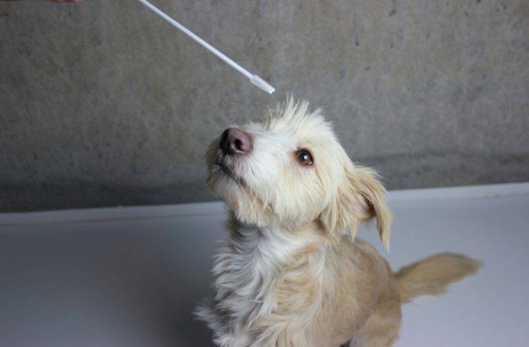 Hunde-DNA: Stäbchen rein, sicher sein
