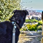 Ligurien mit Hund: Rottifreundlicher Ersatz für Frankreich