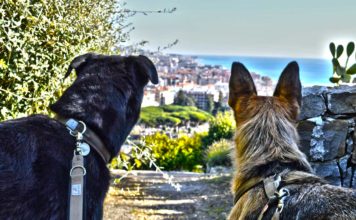 Ligurien mit Hund: Rottifreundlicher Ersatz für Frankreich