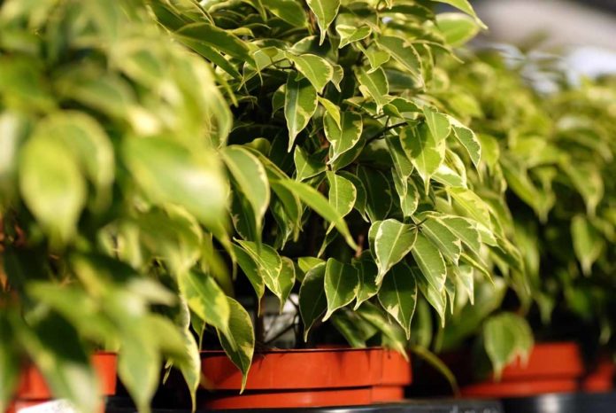 Giftige Zimmerpflanzen für Hunde - Ficus