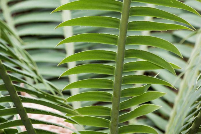 Giftige Zimmerpflanzen für Hunde - Palmfarne