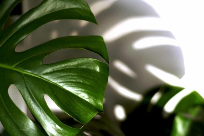 Giftige Zimmerpflanzen für Hunde - Philodendron