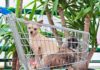 Giftige Zimmerpflanzen für Hunde - Yucca