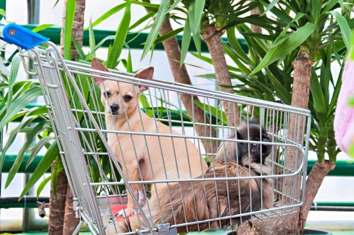 Giftige Zimmerpflanzen für Hunde - Yucca
