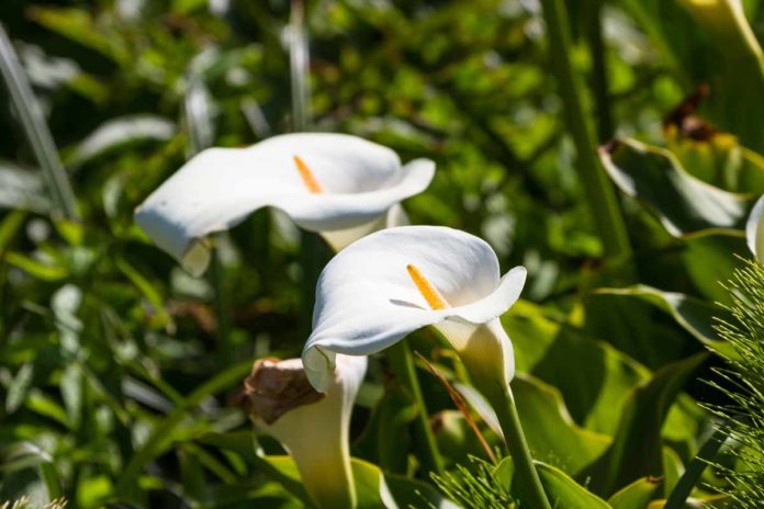 Giftige Zimmerpflanzen für Hunde - Zimmercalla