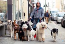 WUFF | Film 2018 - hier mischen die Hunde mit