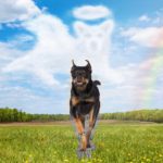 Abschied nehmen. Run free, Shila!