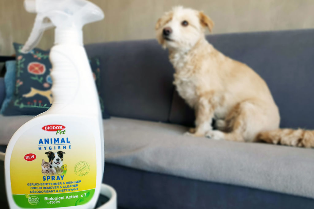 BIODOR Pet® – Der Geruchsentferner für Hundehalter