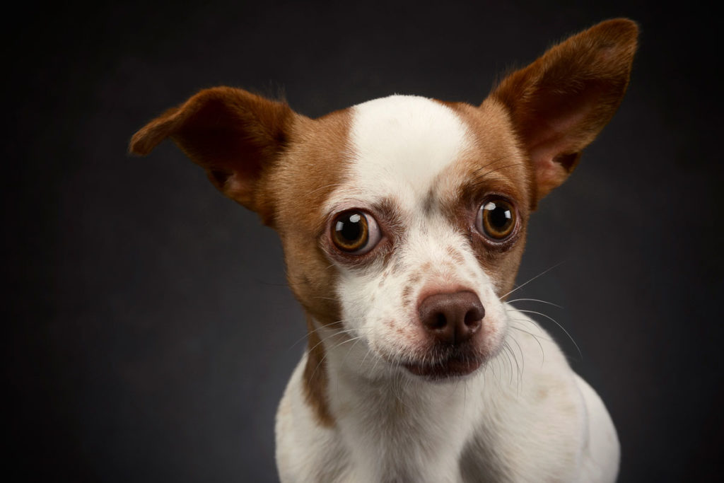 Hundeportrait Chihuahua