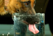 Wie trinken Hunde wirklich? Überraschung garantiert.