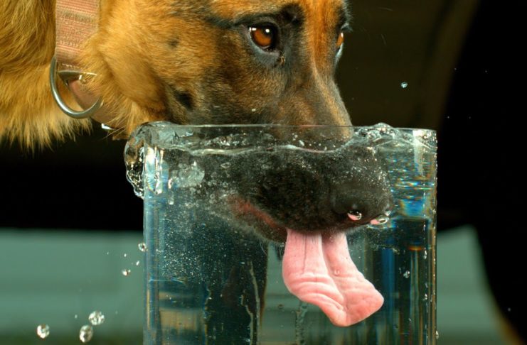 Wie trinken Hunde wirklich? Überraschung garantiert.