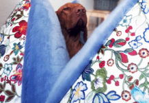 FLUM: Ein Hundekissen zum Verlieben?