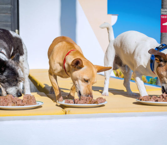 Stiftung Warentest Hundefutter Test 2019: Ab 59 Cent am Tag rundum versorgt?