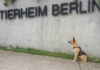 Tierheim Berlin