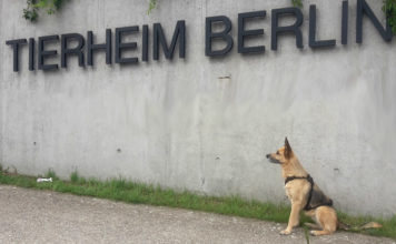 Tierheim Berlin