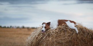Was weißt Du über Hunde - Das Quiz