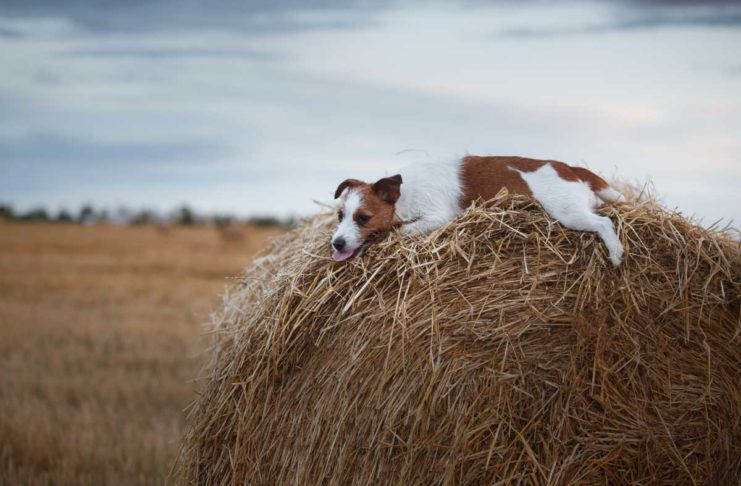 Was weißt Du über Hunde - Das Quiz